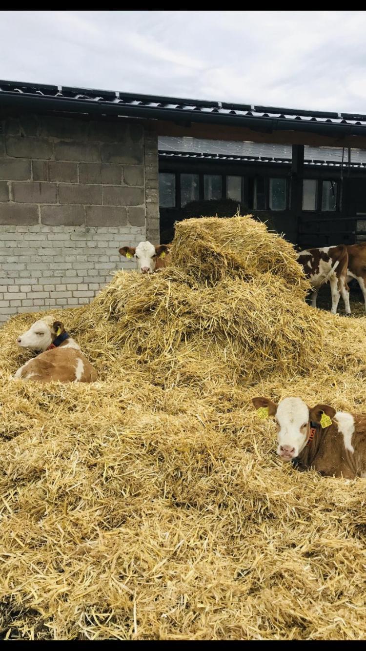 شقة Weidelandfarm Am Riebener See بيليتس المظهر الخارجي الصورة