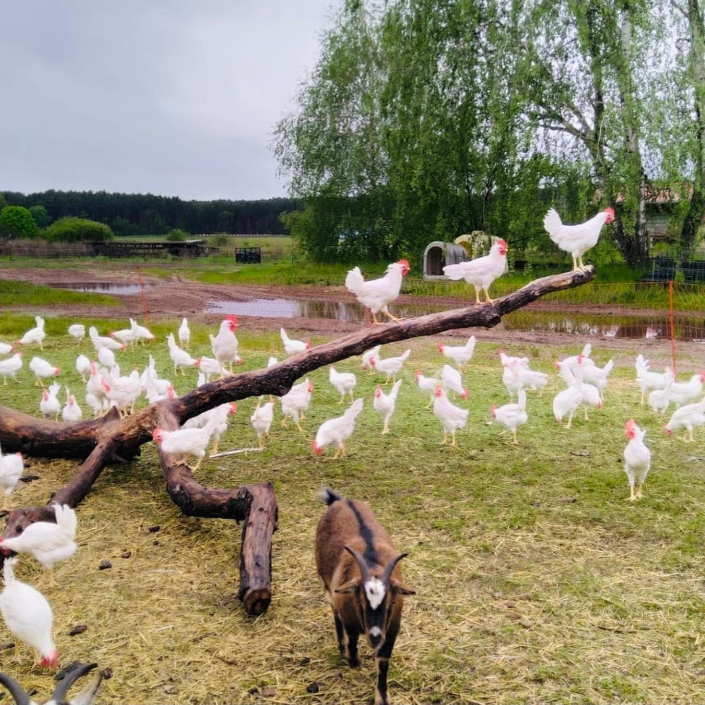 شقة Weidelandfarm Am Riebener See بيليتس المظهر الخارجي الصورة