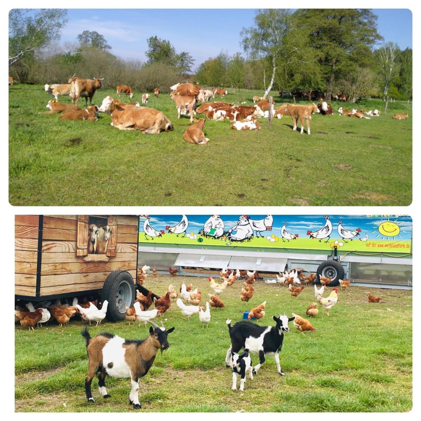 شقة Weidelandfarm Am Riebener See بيليتس المظهر الخارجي الصورة