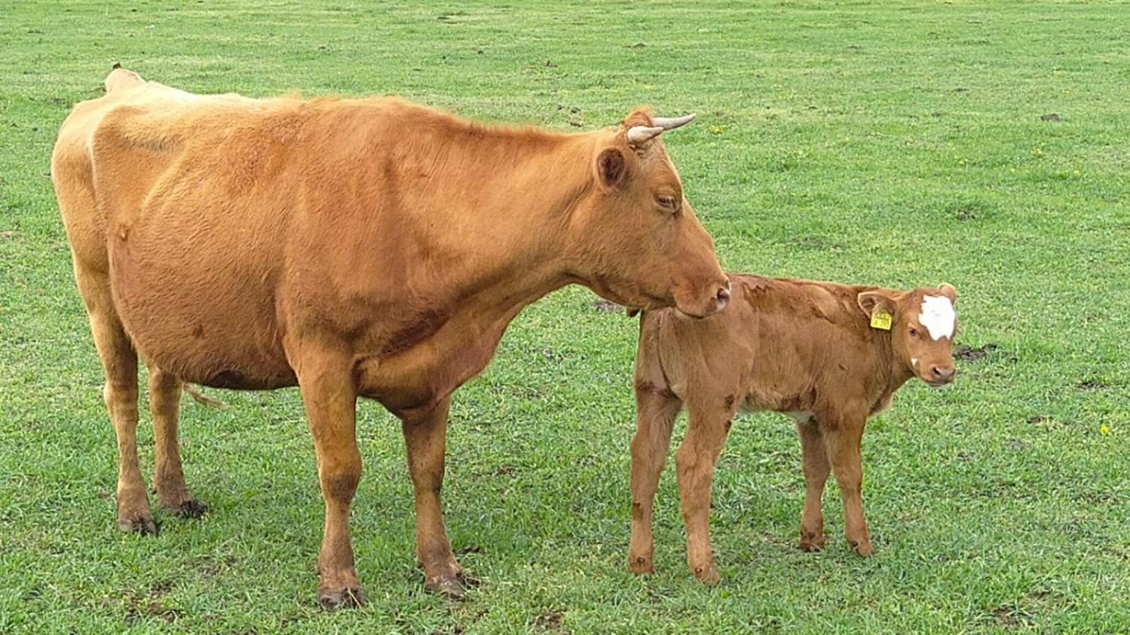 شقة Weidelandfarm Am Riebener See بيليتس المظهر الخارجي الصورة